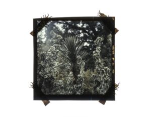 Shrubs, Flowers and Decay